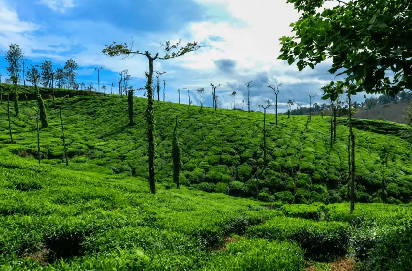 Coorg Coffee Plantation Tour by Private Car | Waterfalls, Homestays & Nature Guide
