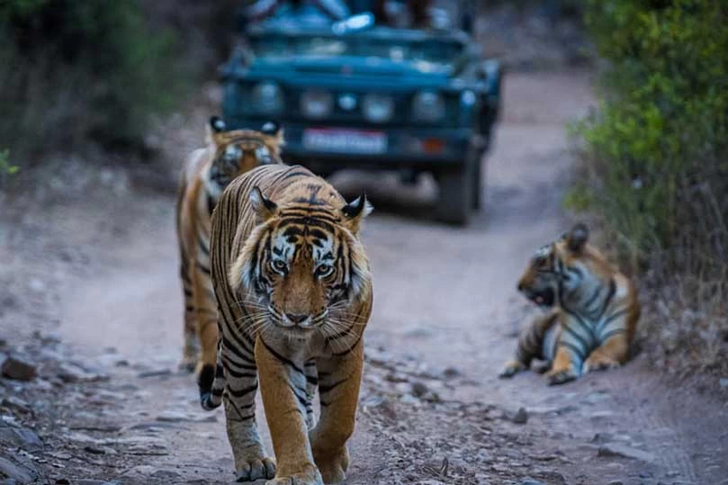 Explore the best of Golden triangle Tour with Ranthambore