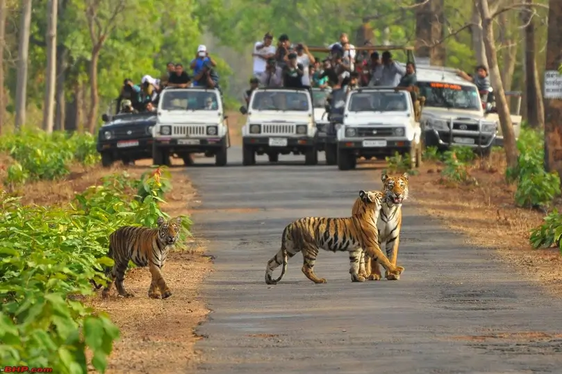 India Wildlife Tours by Private Car