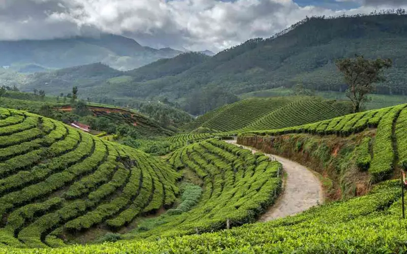 Kerala by Private Car: Backwaters, Beaches & Hills in One Perfect Journey