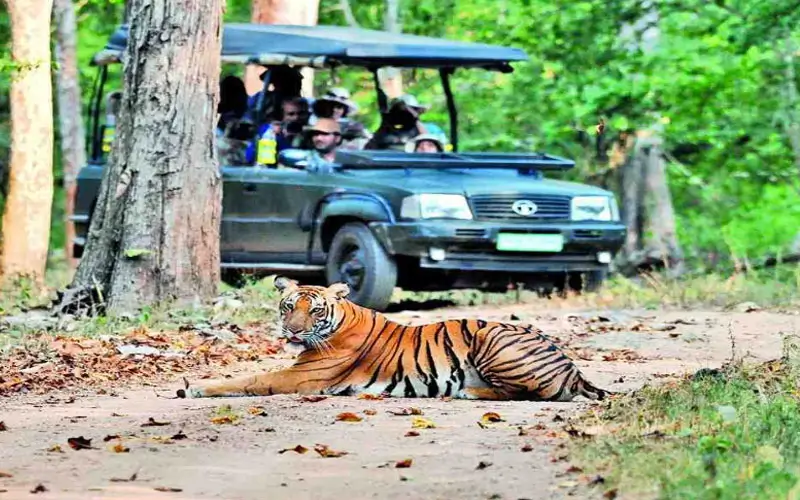 Offbeat Wildlife Tours in India , Hidden Sanctuaries & Unique Safari Experiences with Car and Driver