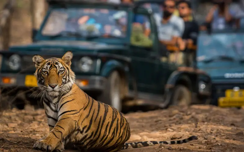 Ranthambore Tiger Safari Tour with Private Car and Chauffeur