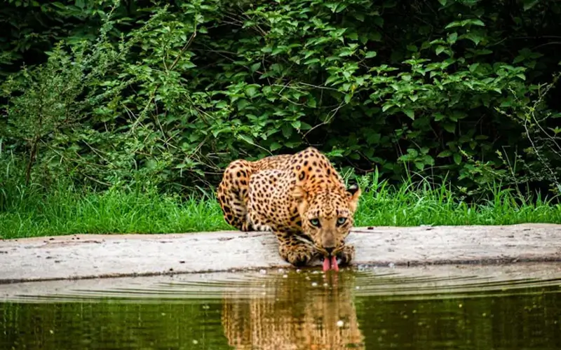 Sariska Tiger Safari Tour from Delhi with Private Car