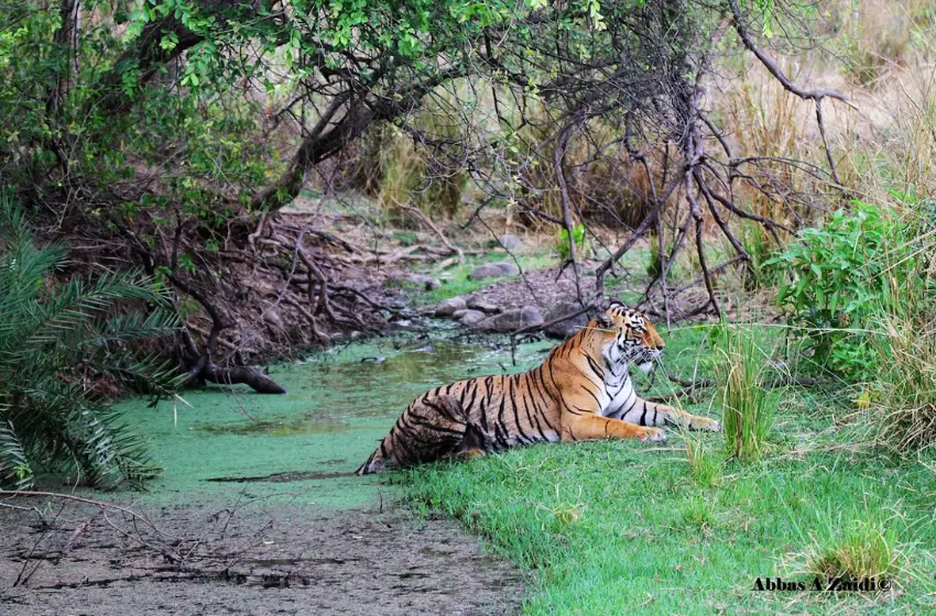 Jaipur to Ranthambore Car with Driver - Travel Cost, Route & Safari Transfer Guide