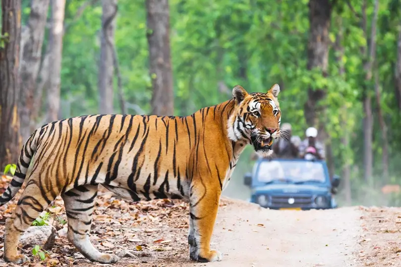Top Wildlife National Parks in India for Tiger Safari Tours