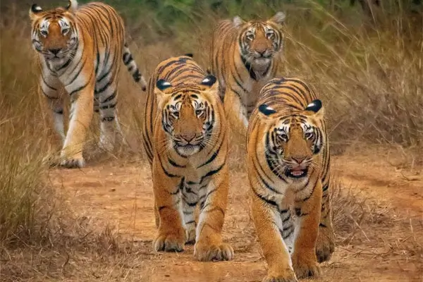 India Wildlife Tours