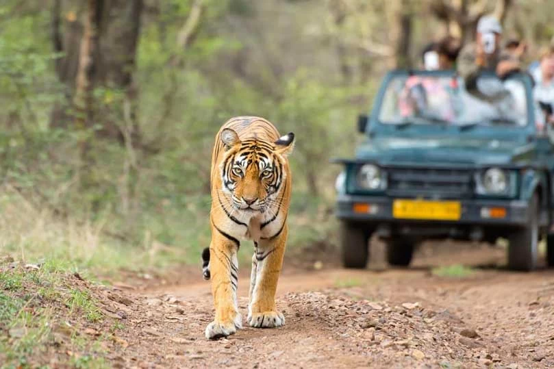 8 Days Golden Triangle Excursion with Ranthambore Wildlife Safari