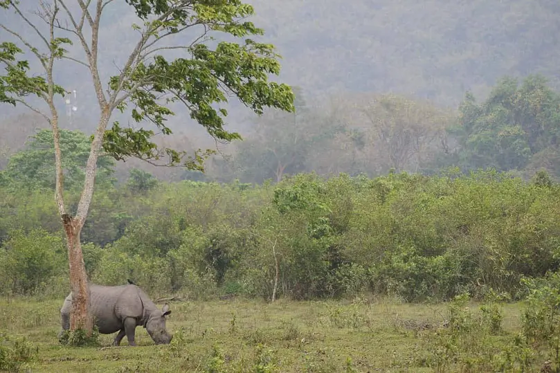 Assam & Meghalaya Wildlife Nature Tour – 12 Days Private Car Journey with Driver