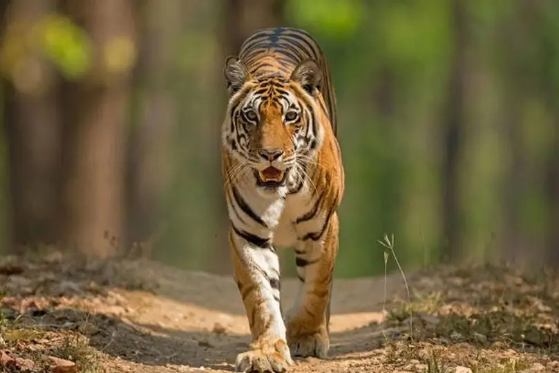 bandhavgarh-and-pench-tiger-safari-tour