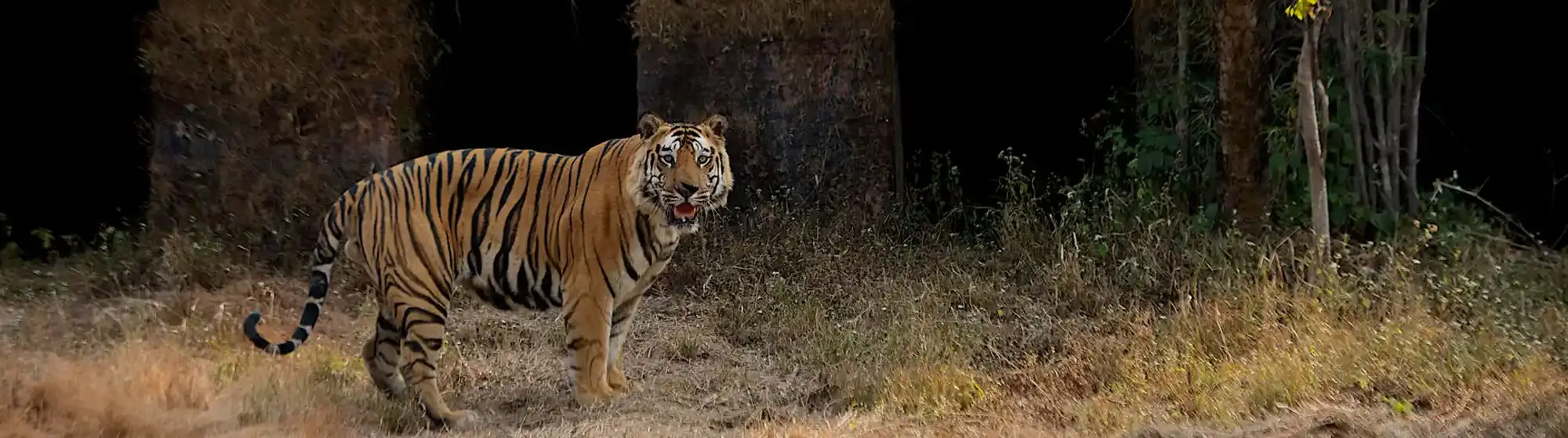 bandhavgarh-and-pench-tiger-safari-tour