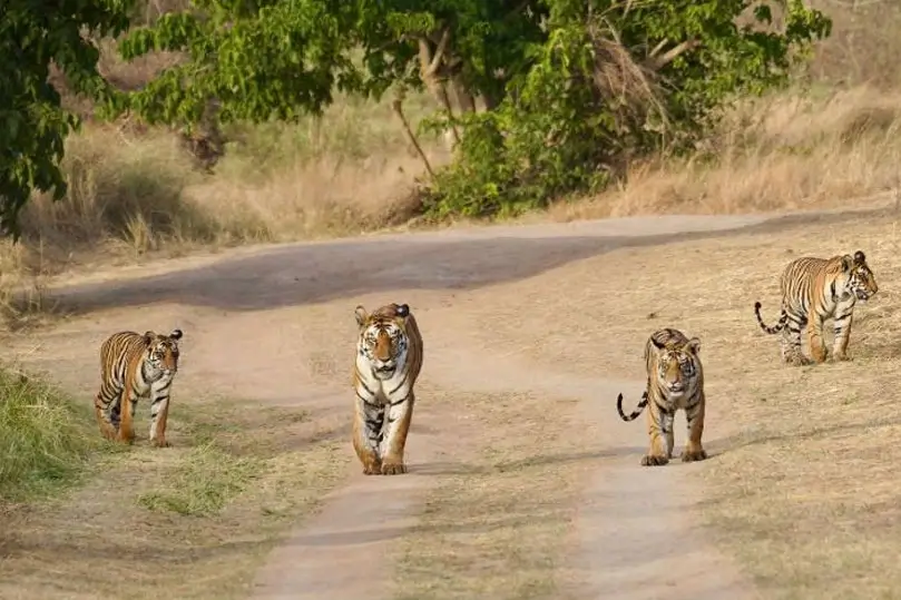 Central India Tiger Safari Classic Tour – 11 Days Private Car Journey with Driver