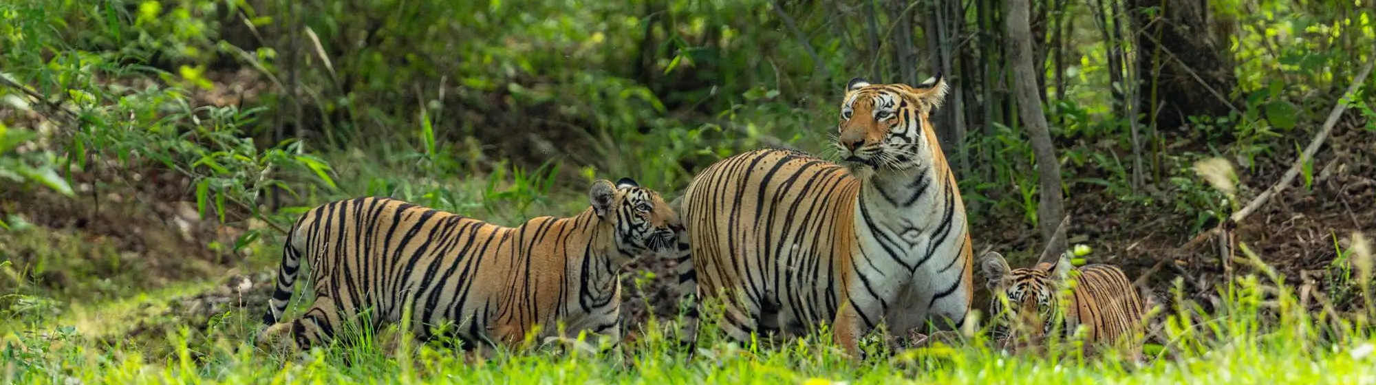 Central India Tiger Safari Classic Tour – 11 Days Private Car Journey with Driver