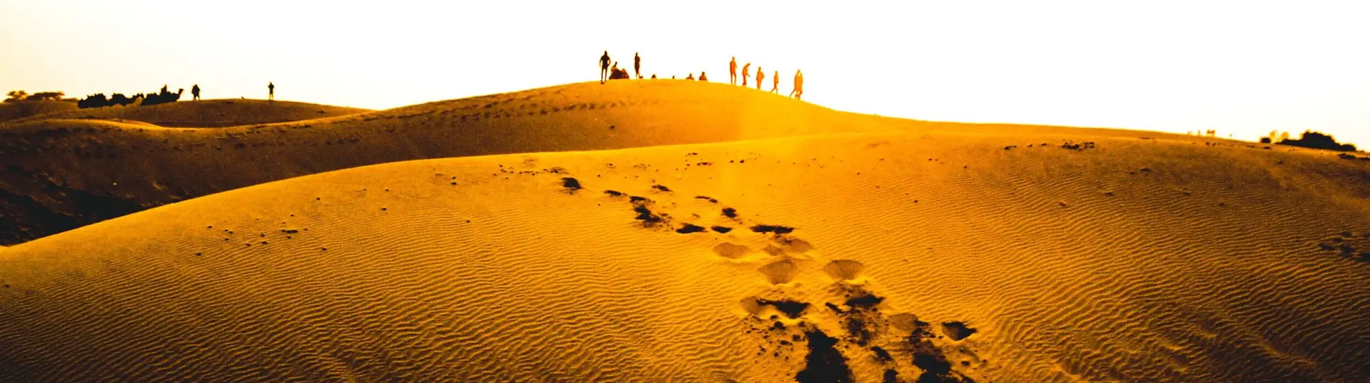 Rajasthan Wildlife & Desert Safari Tour