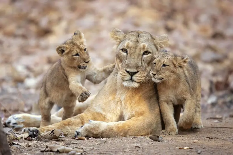 Gir Asiatic Lion & Rann of Kutch Tour