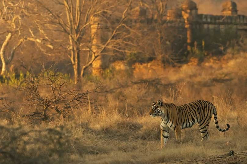 Golden Triangle Tour with Ranthambore