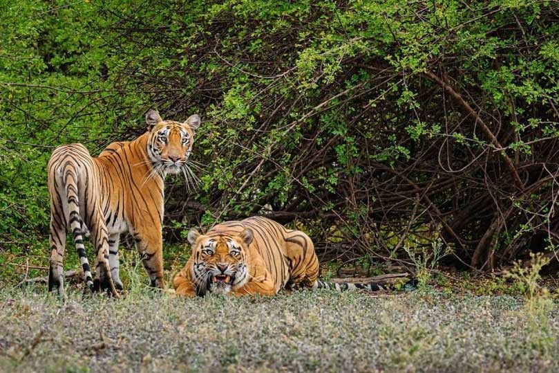 Golden Triangle Tour with Sariska and Bharatpur