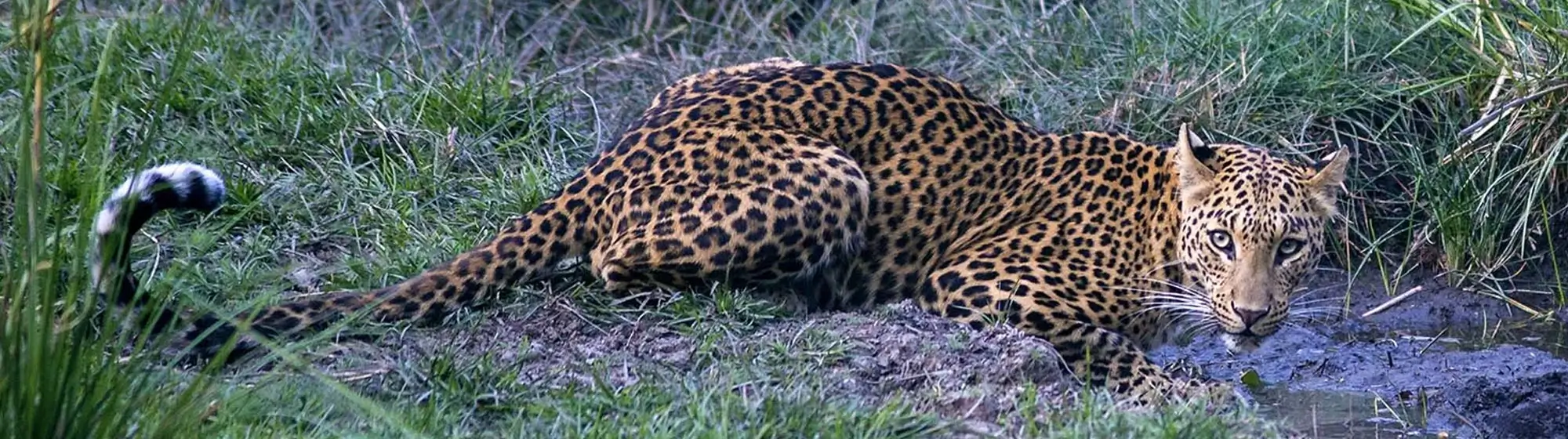 India Big Cat Safari – 16 Day Grand Tour with Private Car and Driver