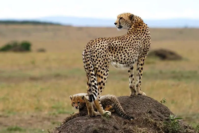 India Big Cat Safari – 16 Day Grand Tour with Private Car and Driver