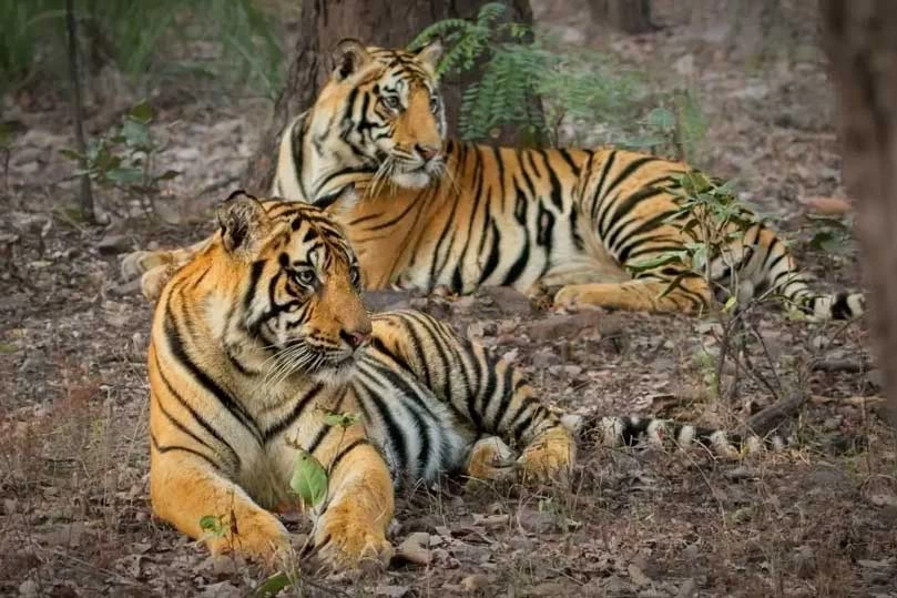 India Golden Triangle Tour with Tigers & Asiatic Lions