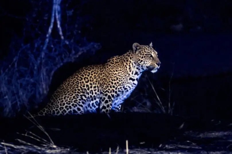 India Wildlife & Photography Tour – 15 Days Private Car Journey with Driver