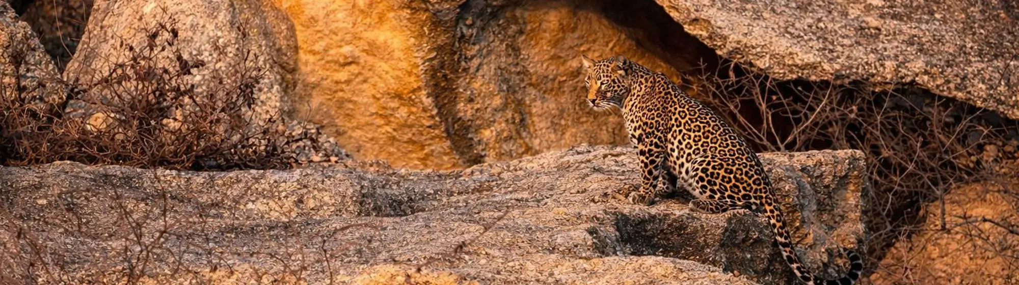 India Wildlife & Photography Tour – 15 Days Private Car Journey with Driver