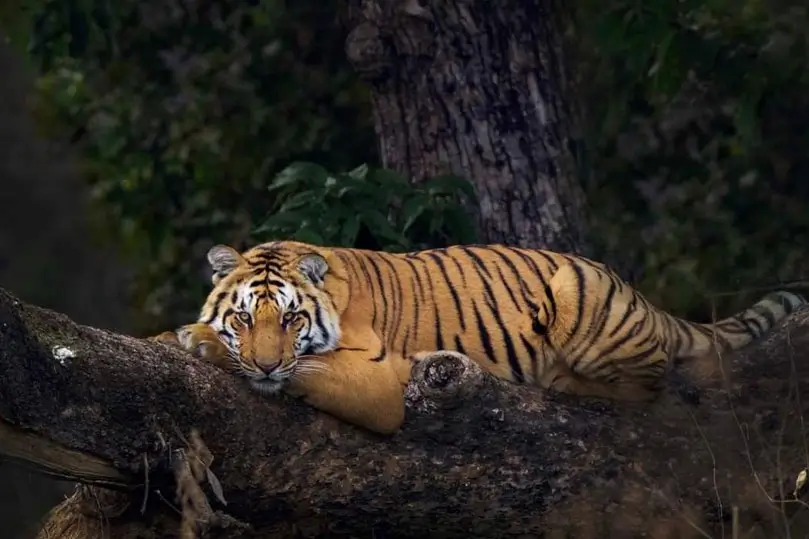 Jim Corbett and Dudhwa Wildlife Tour