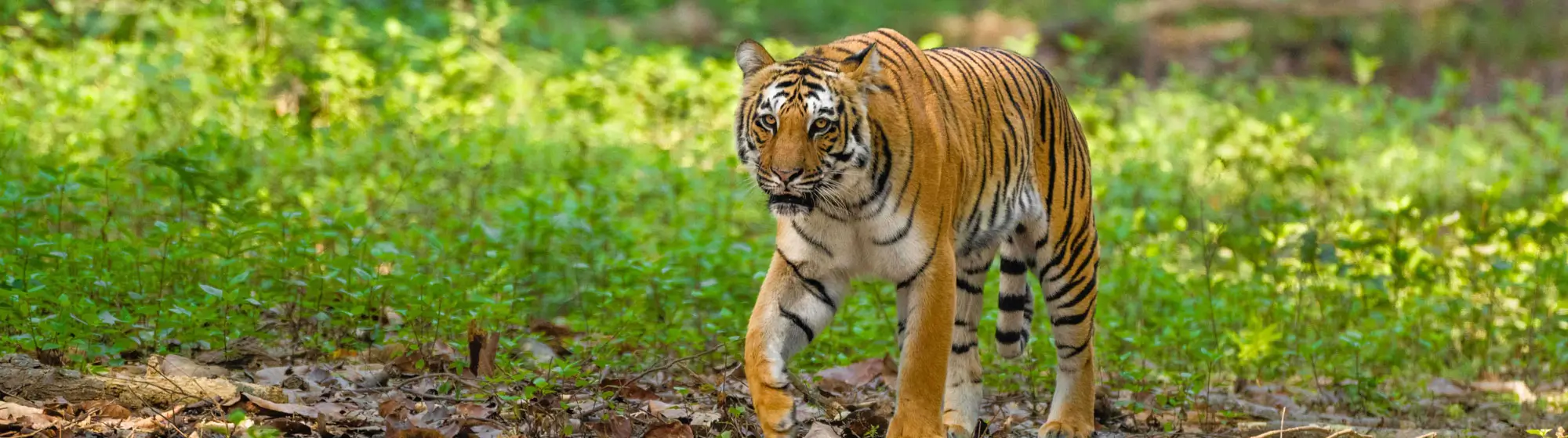 Jim Corbett and Dudhwa Wildlife Tour
