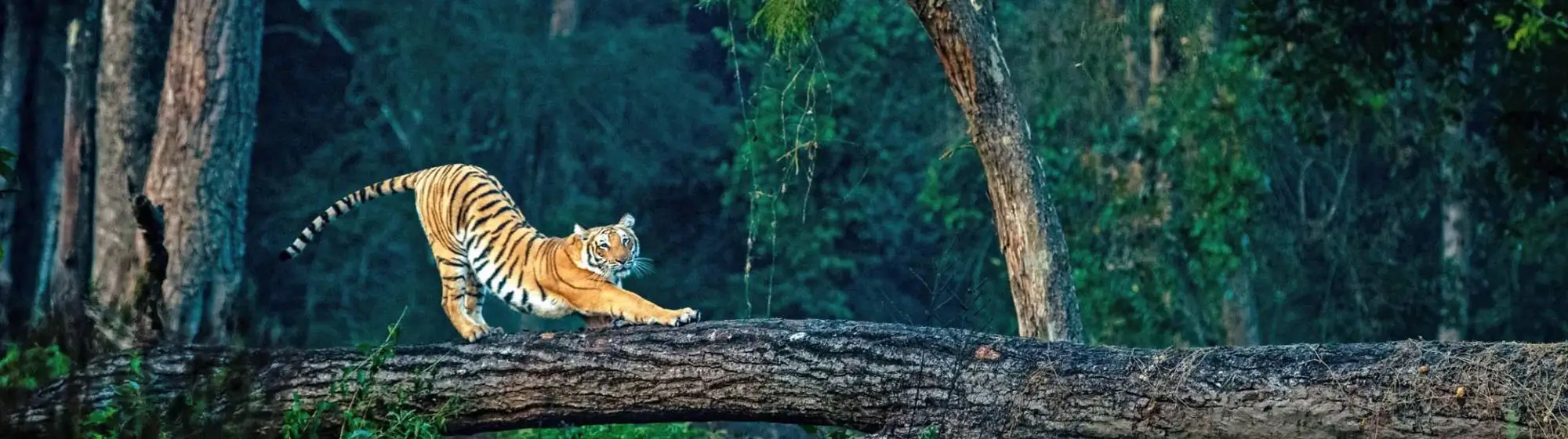 Jim Corbett Wildlife Tour