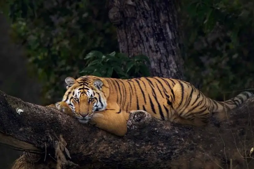 Jim Corbett Wildlife Tour