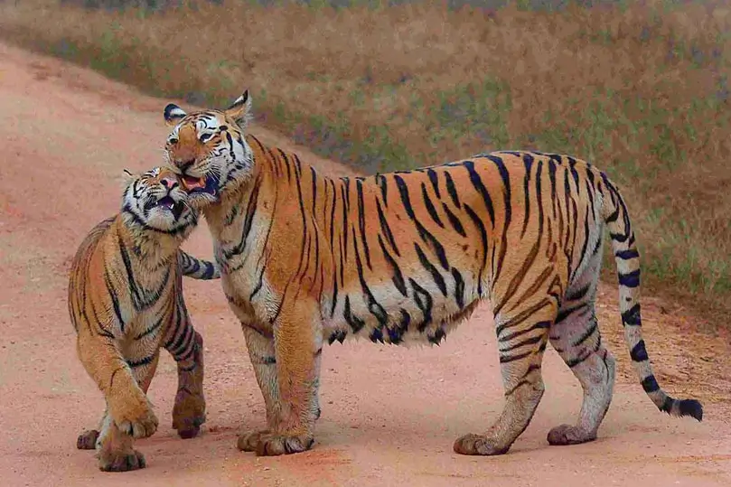 Kanha and Bandhavgarh Tiger Reserve Tour