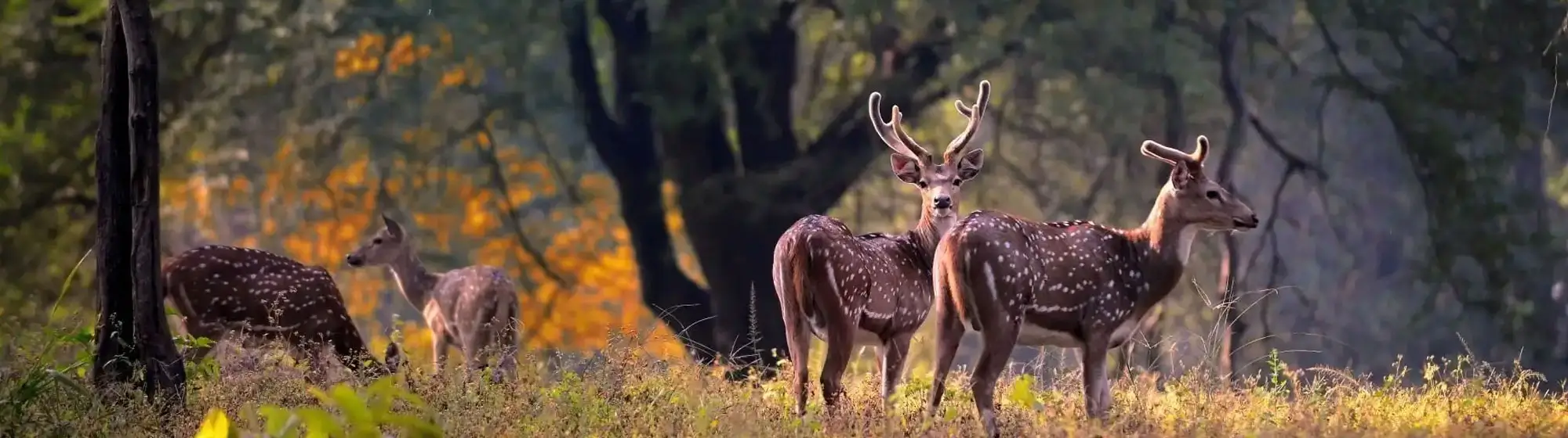 Kanha and Bandhavgarh Tiger Reserve Tour
