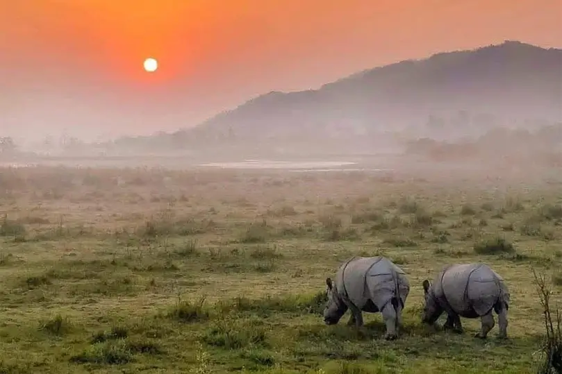 kaziranga-and-manas-rhino-safari-assam