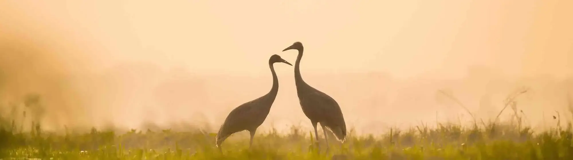 Ranthambore & Keoladeo Bird Sanctuary Tour – 9 Days Private Car Journey with Driver