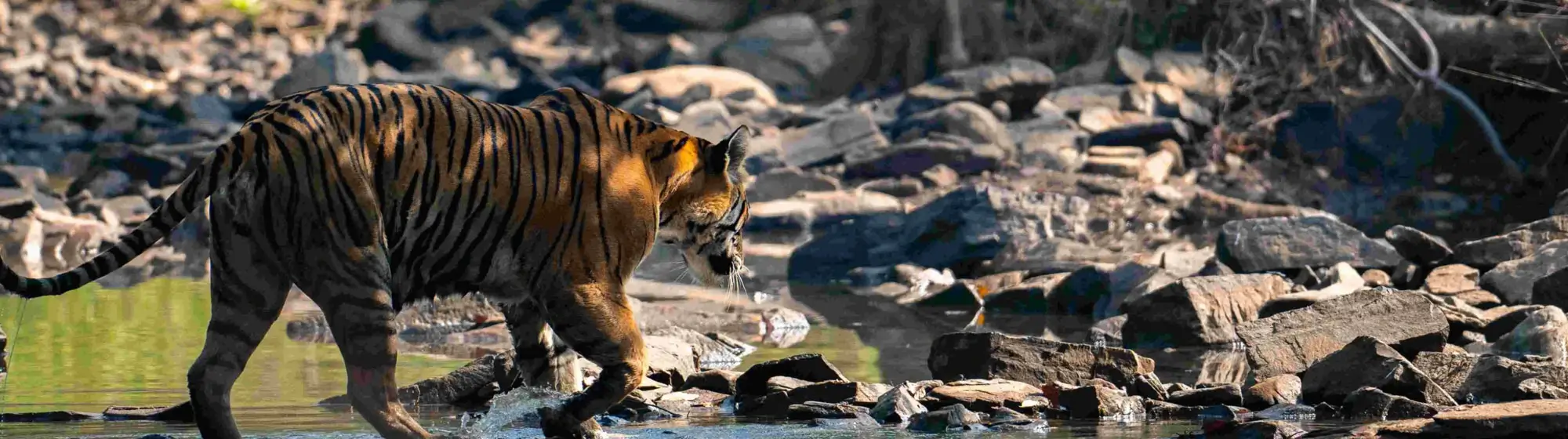 Panna Tiger Reserve & Khajuraho Tour – 9 Days Private Car Journey with Driver