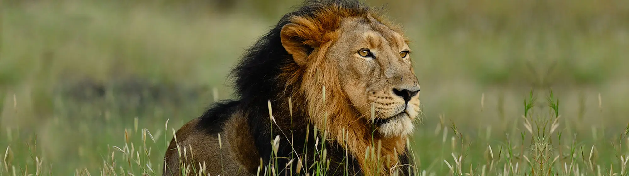 India Golden Triangle Tour with Tigers & Asiatic Lions