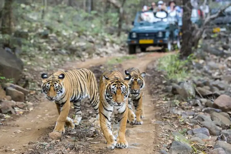 Luxury India Wildlife Grand Slam Tour
