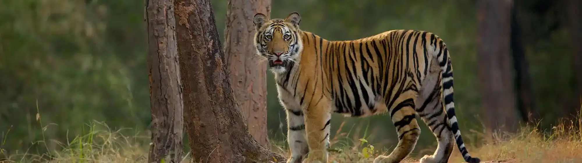 Madhya Pradesh Heritage Circuit Tour