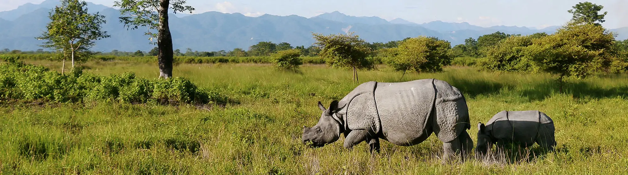 kaziranga-and-manas-rhino-safari-assam