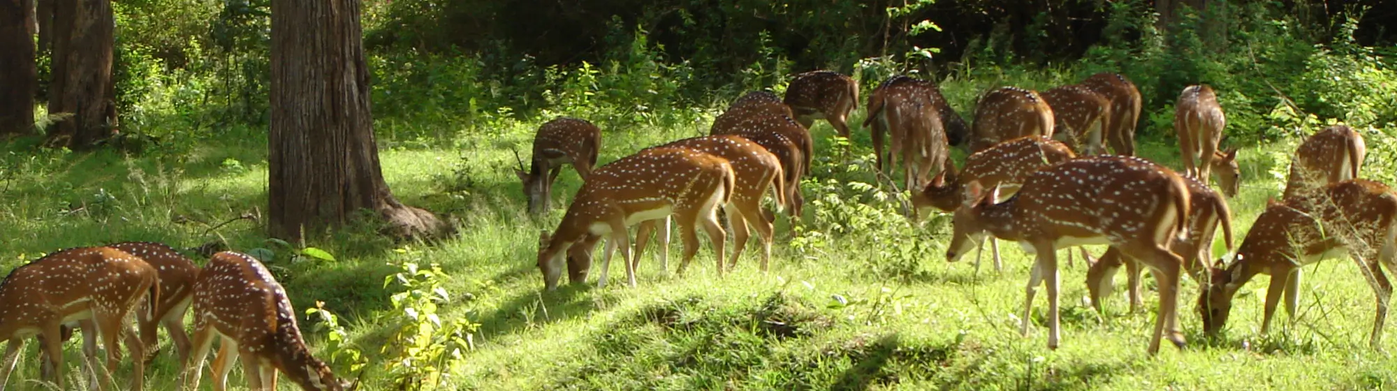 Periyar Anamalai & Mudumalai Wildlife Tour – 10 Days Private Car Journey with Driver