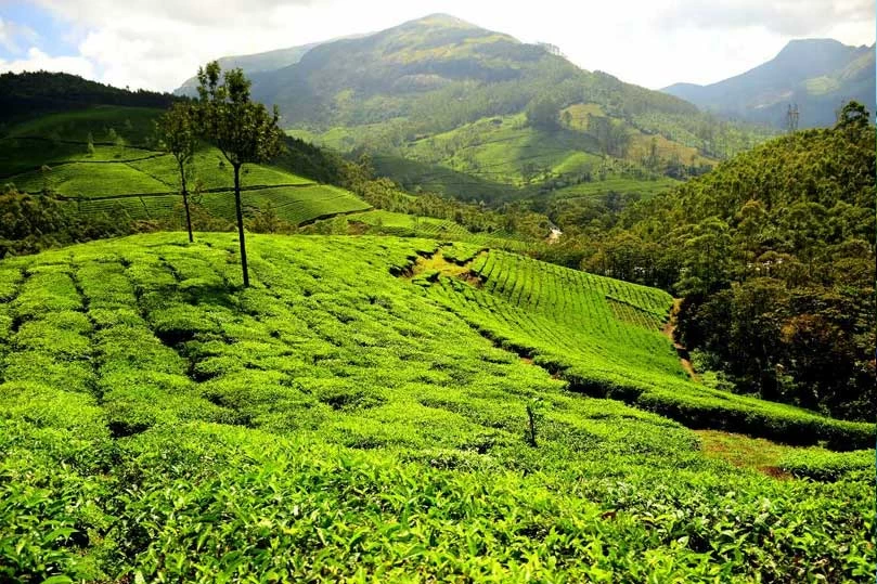 Munnar Hill Station Tour