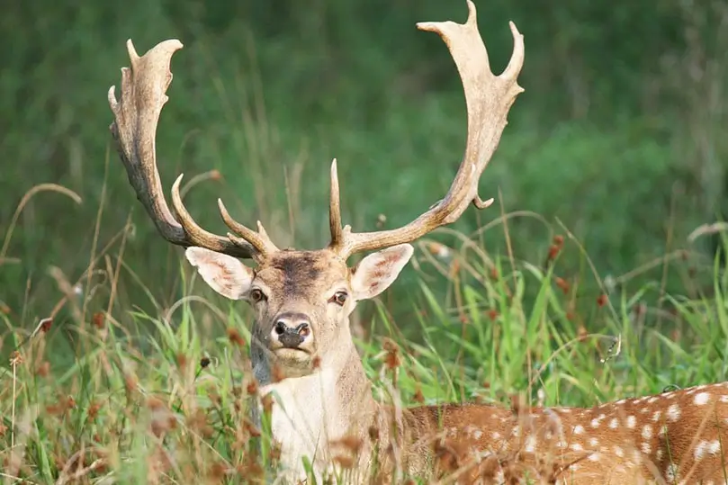 North East India Wildlife & Culture Tour – 14 Days Private Car Journey with Driver