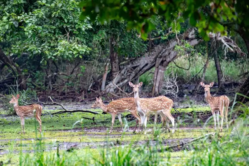 Sundarbans & Odisha Wildlife Circuit