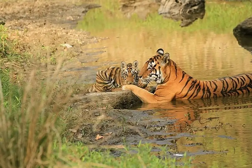 Panna Tiger Reserve & Khajuraho Tour – 9 Days Private Car Journey with Driver