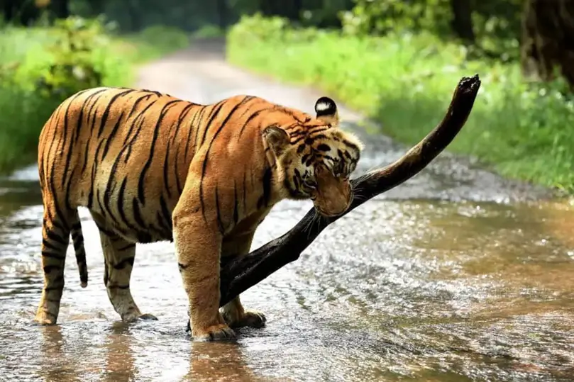 Periyar Anamalai & Mudumalai Wildlife Tour – 10 Days Private Car Journey with Driver