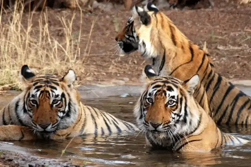 Rajasthan Wildlife & Desert Safari Tour