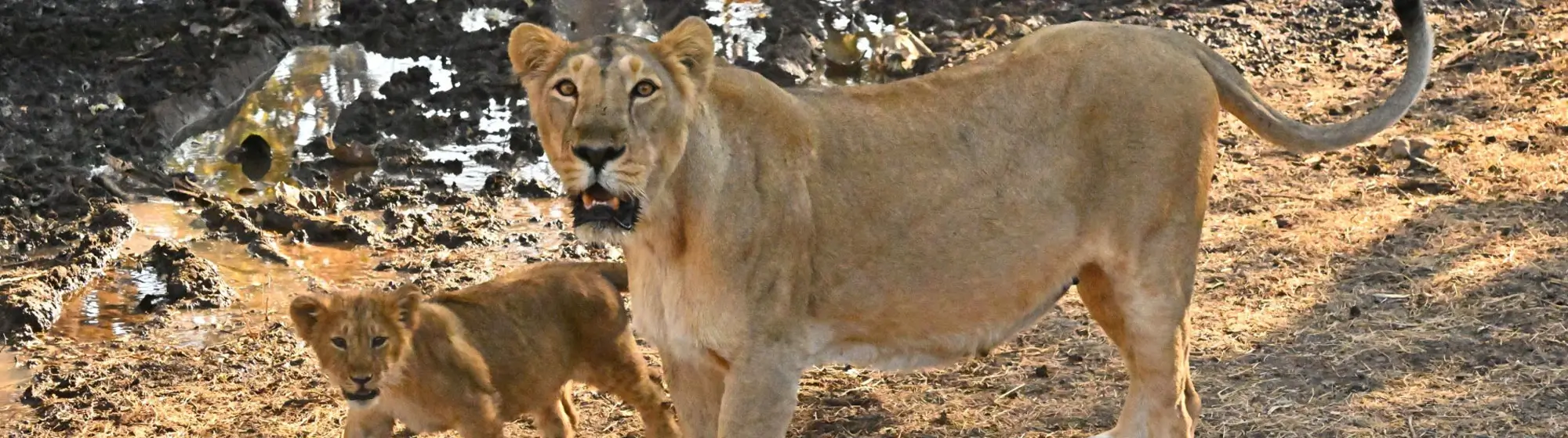 Gir Asiatic Lion & Rann of Kutch Tour