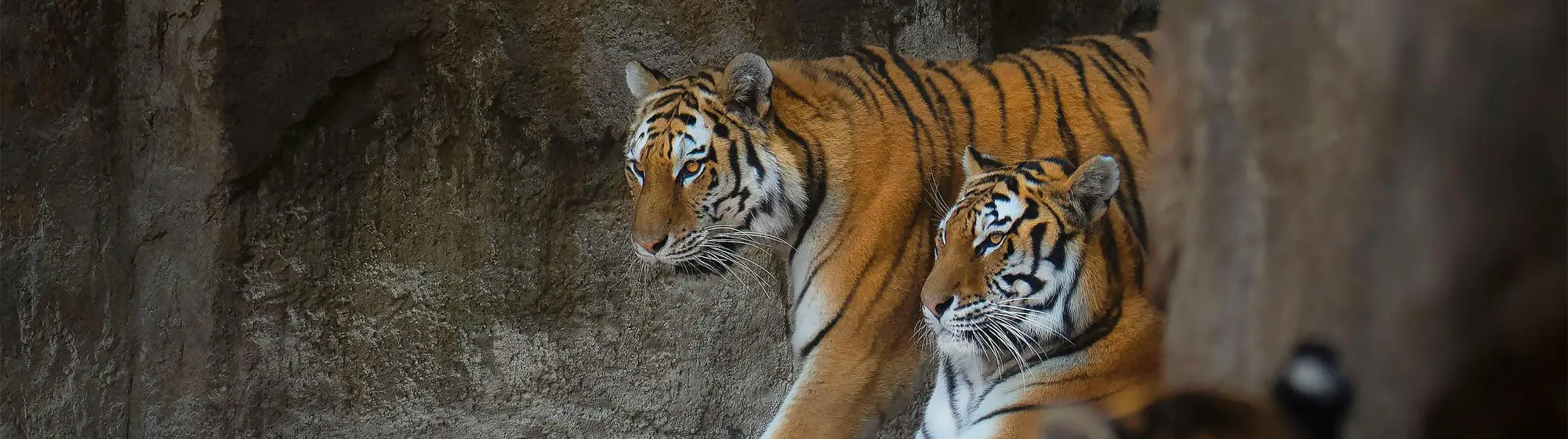 Same Day Tour of Ranthambore