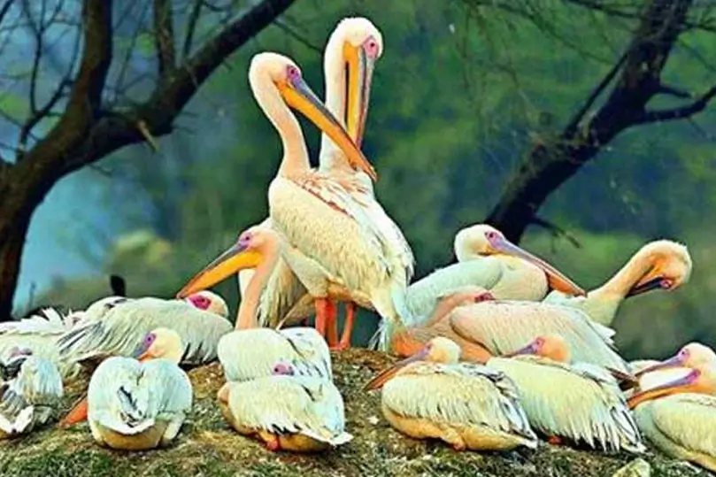Ranthambore & Keoladeo Bird Sanctuary Tour – 9 Days Private Car Journey with Driver