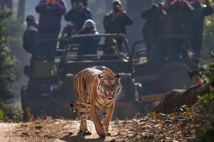 Ranthambore Tiger Safari
