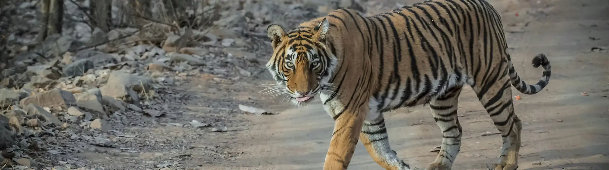 Ranthambore Tiger Safari